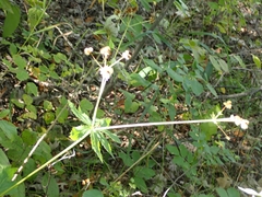 Sanicula marilandica