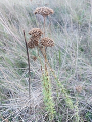 Achillea ageratum
