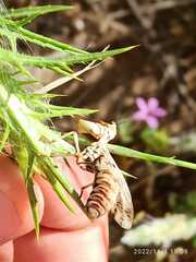 Paramantispa decorata