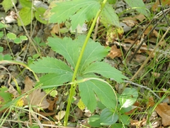 Sanicula marilandica
