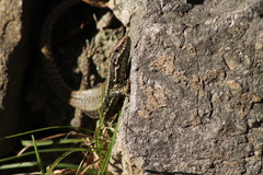 Podarcis muralis muralis