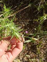 Paramantispa decorata