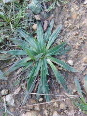 Plantago serraria