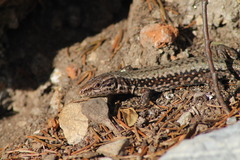 Podarcis muralis muralis