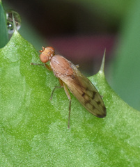 Opomyza florum