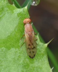Opomyza florum