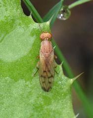 Opomyza florum