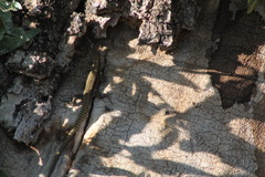 Podarcis muralis maculiventris