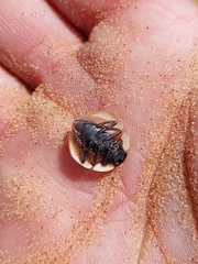 Lepidochora eberlanzi