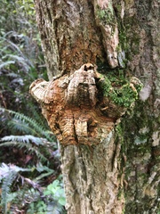 Daldinia concentrica