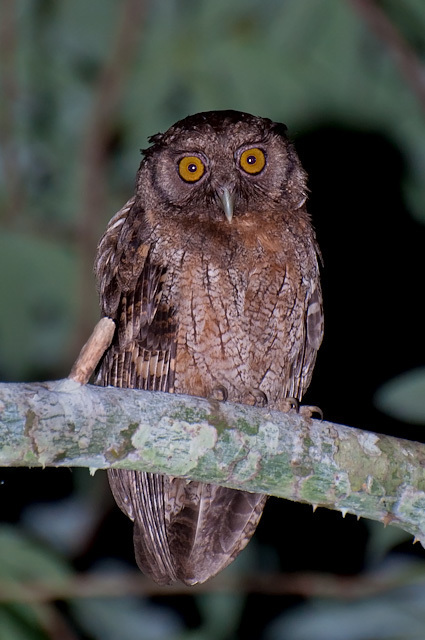Tawny-Bellied Screech-Owl