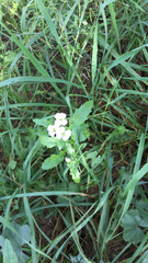 Diplotaxis erucoides