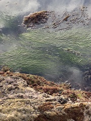 Phyllospadix torreyi