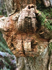 Daldinia concentrica