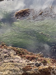 Phyllospadix torreyi