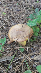 Suillus collinitus