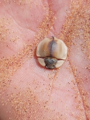 Lepidochora eberlanzi