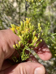 Xylothamia diffusa
