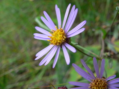 Aster
