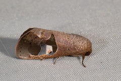 Westermannia columbina