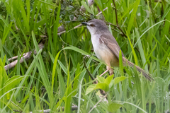 Prinia subflava