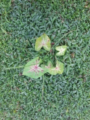 Caladium bicolor