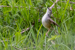 Prinia subflava