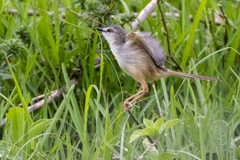 Prinia subflava