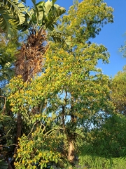 Hymenosporum flavum