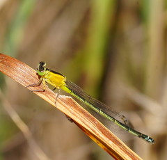 Ischnura pruinescens