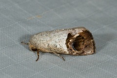 Westermannia pangolina