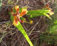 Wachendorfia multiflora