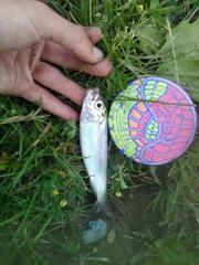 Alosa pseudoharengus