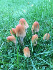 Coprinellus micaceus