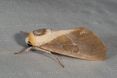 Westermannia nobilis