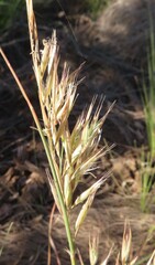 Tenaxia stricta