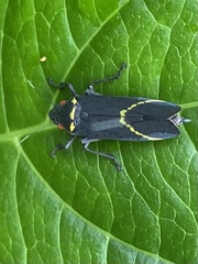 Cicciana obliqua