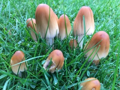 Coprinellus micaceus