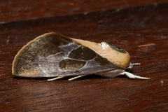 Westermannia nobilis