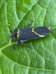 Cicciana obliqua