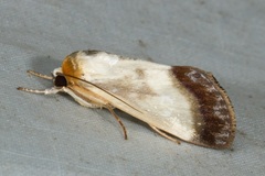 Westermannia triangularis