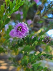 Melaleuca nesophila