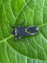 Cicciana obliqua