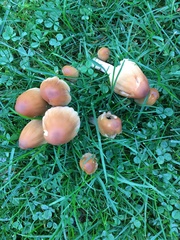 Coprinellus micaceus