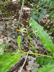 Solanum bahamense