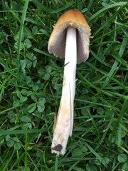 Coprinellus micaceus