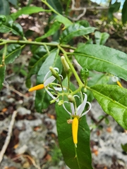 Solanum bahamense