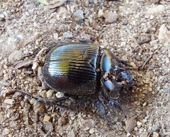 Typhaeus typhoeus