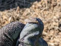 Cisseps fulvicollis