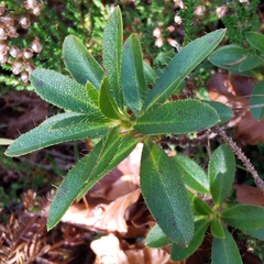 Rhododendron hirsutum